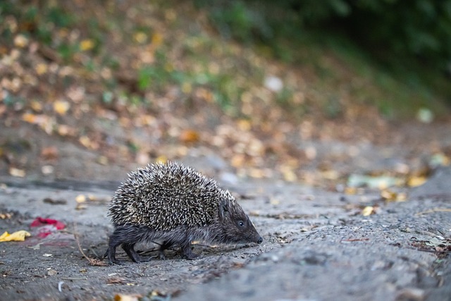美媒：詹姆斯本赛季有望创造历史，，成为历史之最！.