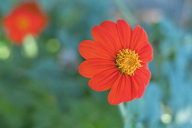 新奥尔良鹈 新奥尔良鹈