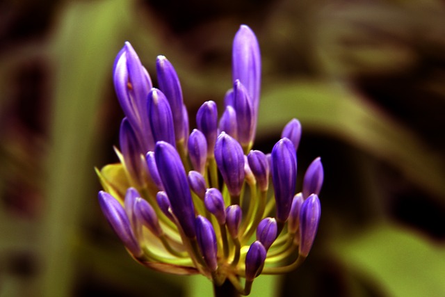 阿尼将有可 阿尼将有可